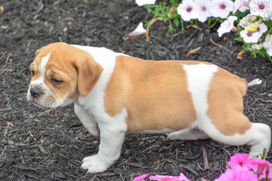 ROSE - ENGLISH BULLDOG MIX FOR SALE IN DUNDEE, OH
