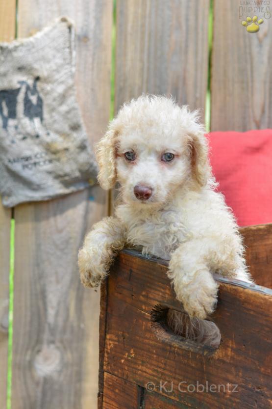 RICKY - POODLE PUPPY FOR SALE IN WOOSTER, OH