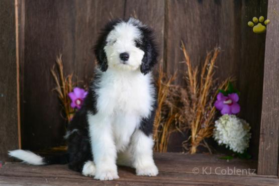 ROCKY - SHEEPADOODLE FOR SALE IN FRESNO, OH