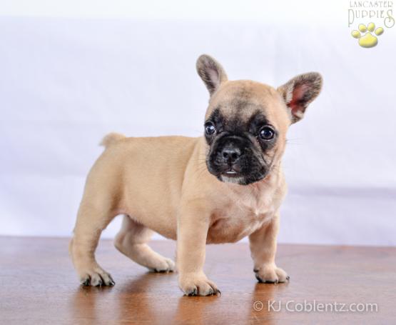 Lena -Stunning French Bulldog for sale in OH
