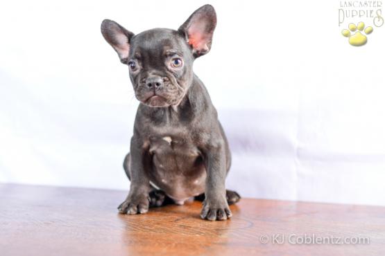 Snickers -Stunning French Bulldog puppy for sale in OH