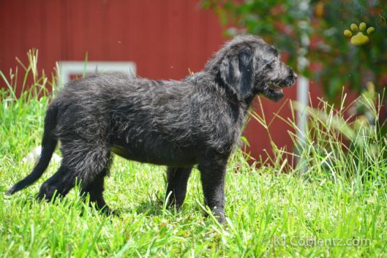 BROOKE - Adorable Labradoodle for sale in Fresno, OH
