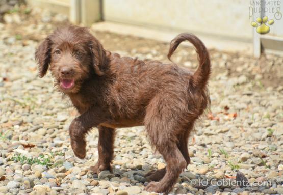 CHOCOLATE - Adorable Labradoodle for sale in Fresno, OH