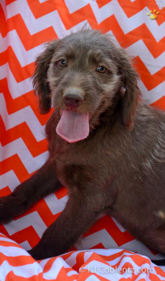 HELEN - Adorable Labradoodle for sale in Fresno, OH