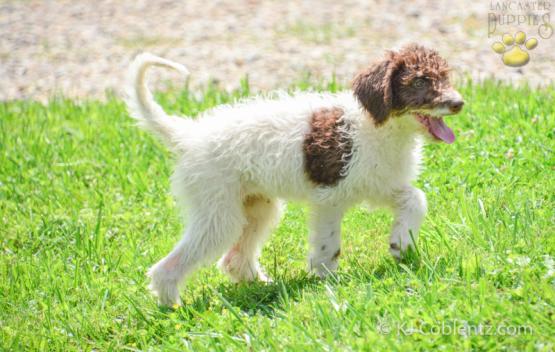 RUTHIE - F1B LABRADOODLE FOR SALE IN FRESNO, OH