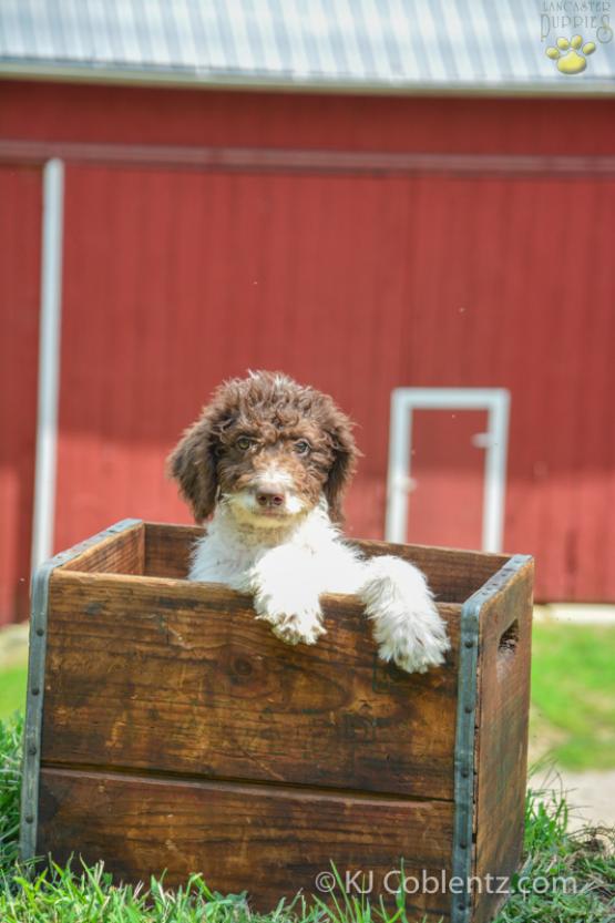RUTHIE - F1B LABRADOODLE PUPPIES FOR SALE IN FRESNO, OH