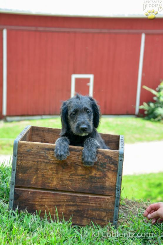 Traci - Adorable Labradoodle puppy for sale in Fresno, OH