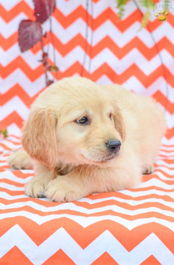 Callie - Golden Retriever Puppy for Sale in Holmesville, OH