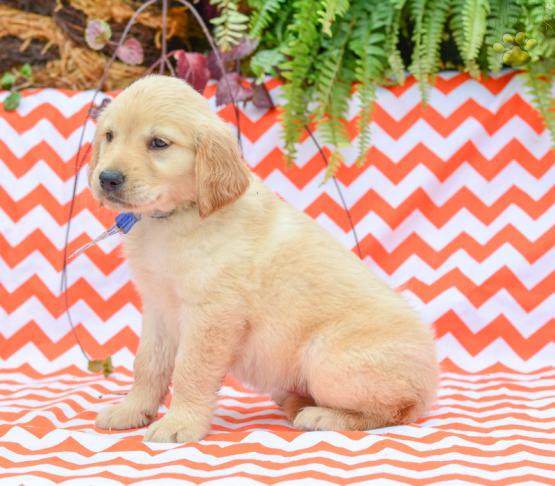 Callie - Golden Retriever Puppy for Sale in Holmesville, OH