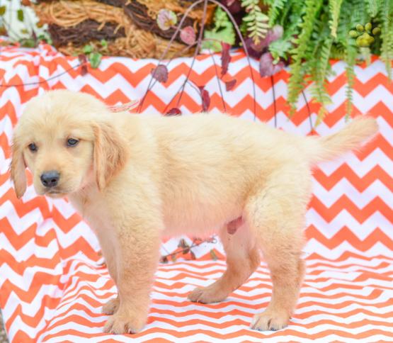 Prince - Golden Retriever Puppy for Sale in Holmesville, OH