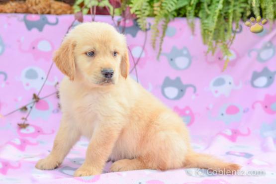 ROVER - Golden Retriever Puppy for sale in Holmesville, OH