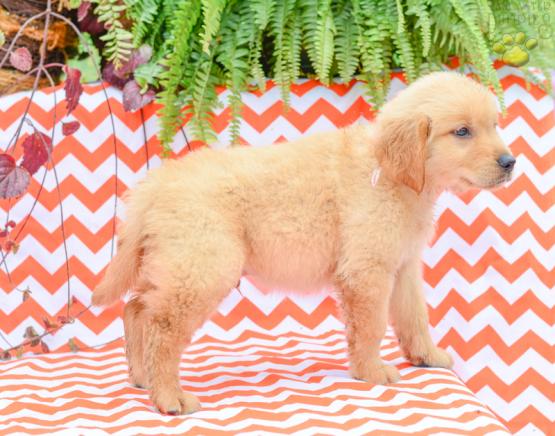 Snickers - Golden Retriever Puppy for Sale in Holmesville, OH