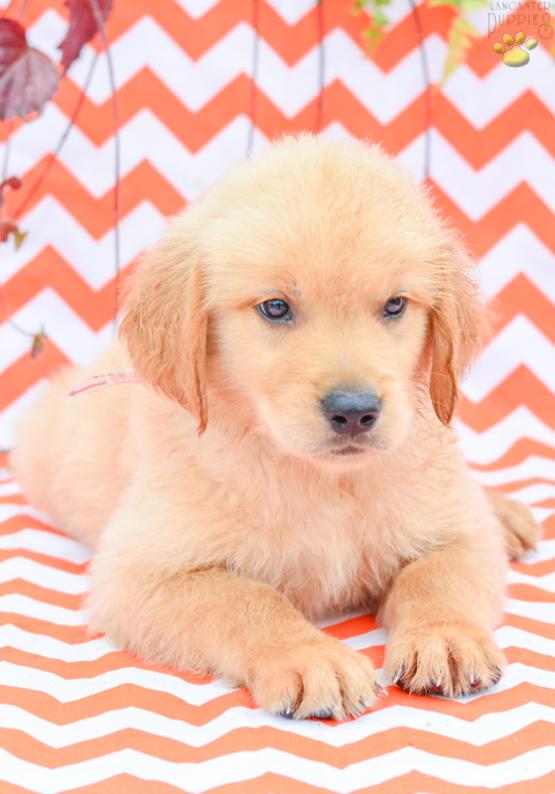 Snickers - Golden Retriever Puppy for Sale in Holmesville, OH
