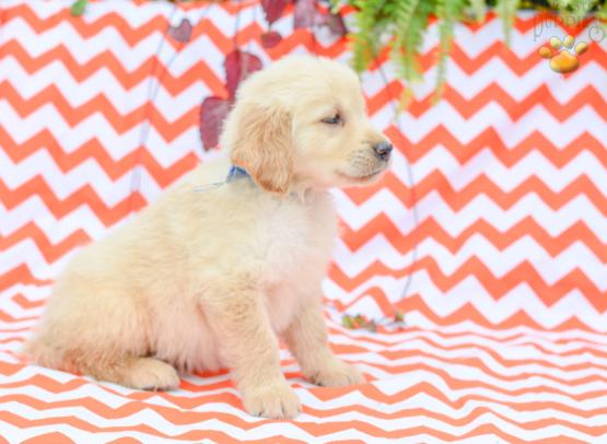 Starlite - Golden Retriever Puppy for Sale in Holmesville, OH