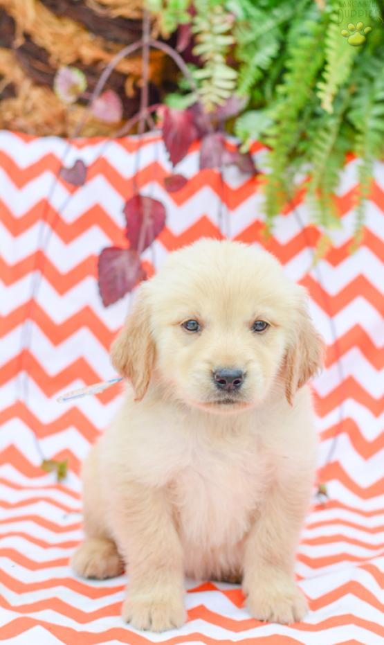 Starlite - Golden Retriever Puppy for Sale in Holmesville, OH