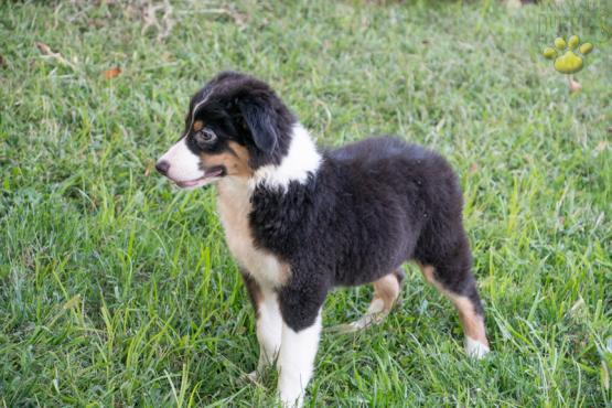 Bailey - Beautiful Austrialian Shepherd puppy for sale in Millersburg OH