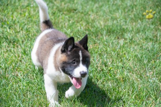 Bo - Akita Puppy for sale in Fresno, OH