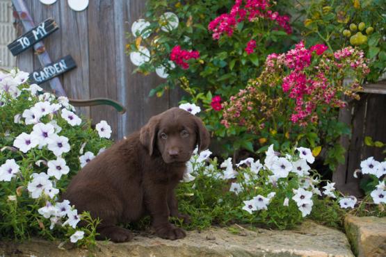 CHOCOLATE - Adorable Labrador Retreiver puppy for sale in Millersbrug, OH