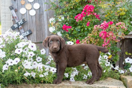 Dusty - Adorable Labrador Retreiver puppy for sale in Millersbrug, OH