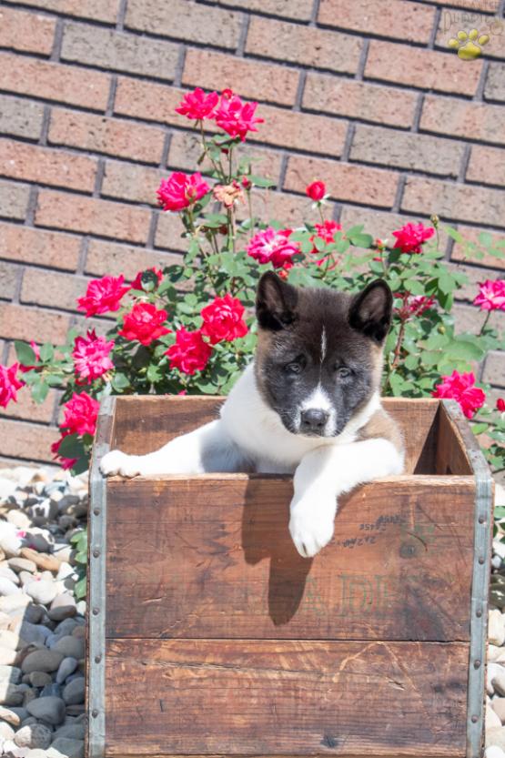 Max - Akita Puppy for sale in Fresno, OH