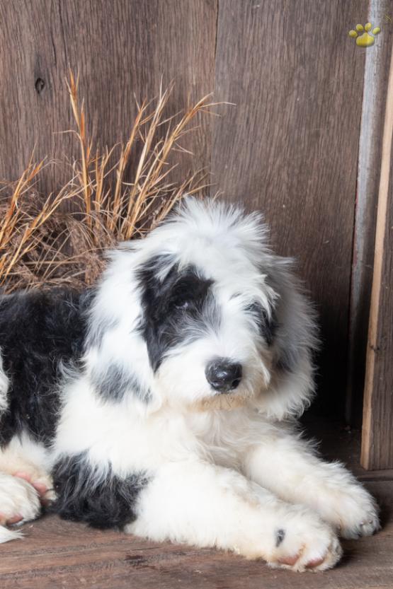 SHADOW - Sheepadoodle Puppy for sale in Fresno, OH