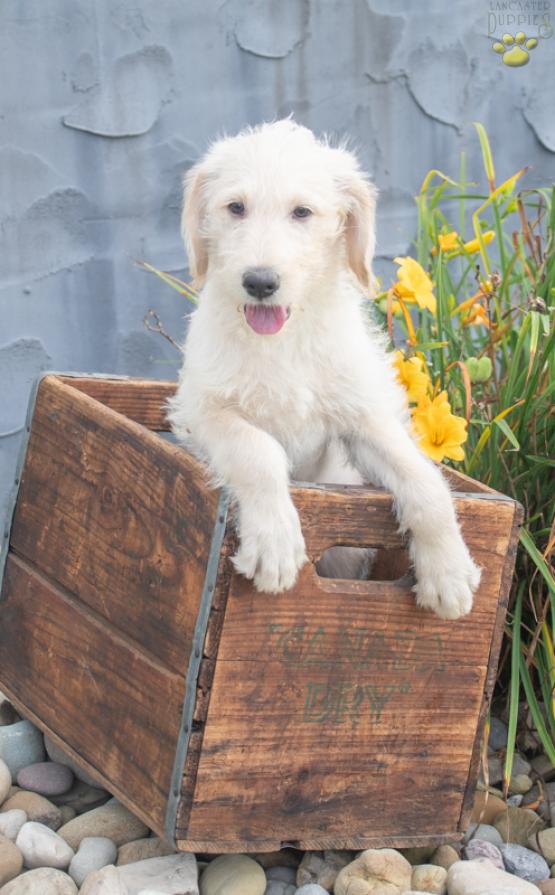 Jerry - Labradoodle puppy for sale in Baltic, OH