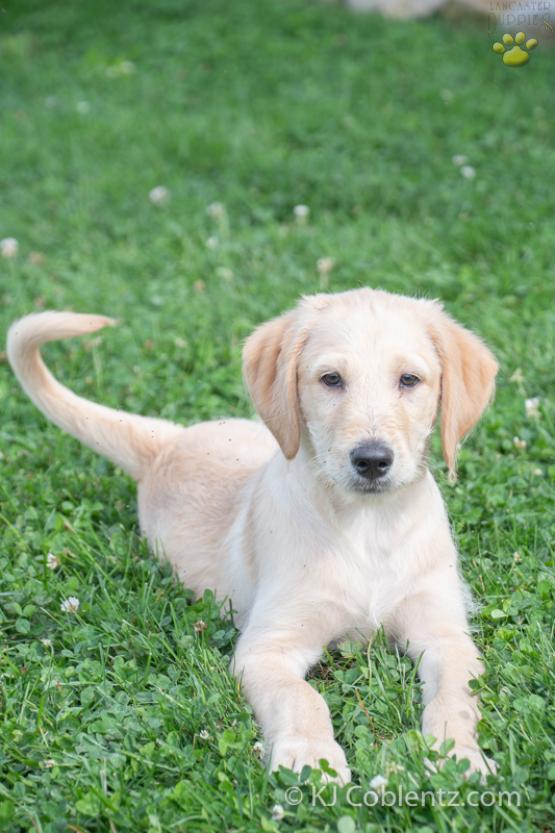 Nicky - Labradoodle puppy for sale in Baltic, OH