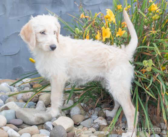 Princess - Labradoodle puppy for sale in Baltic, OH