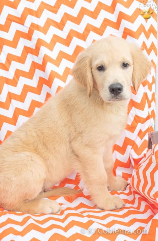 Hanson - Golden Retriver Puppy for sale in OH