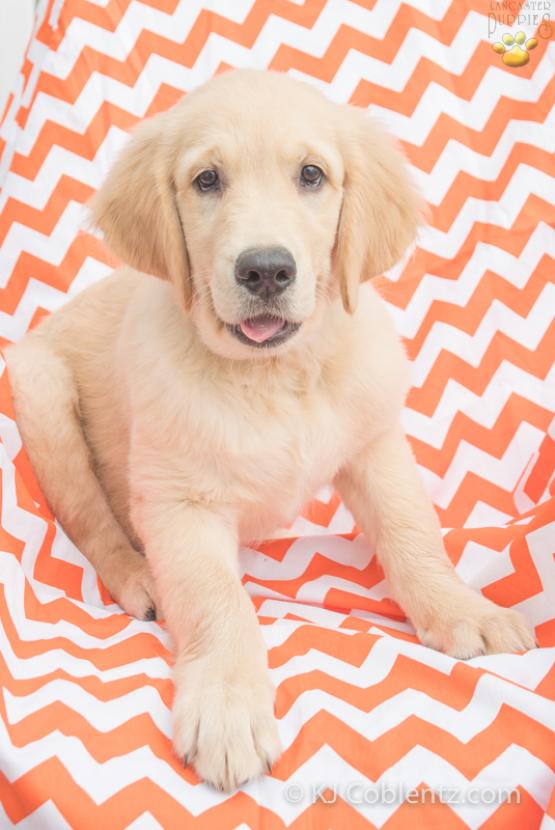 Milo - Golden Retreiver Puppy for sale in OH