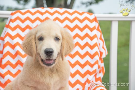 Oscar - Golden Retriver Puppy for sale in OH