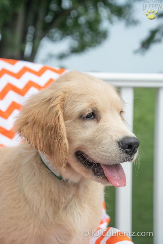 Triston - Golden Retriever Puppy for sale in Sugarcreek, OH