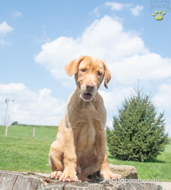 Tyler - Labrador Retriever puppy for Sale in Baltic OH