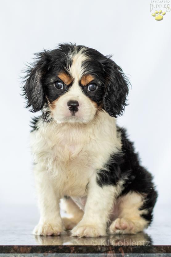 BRANDON - Adorable Cavalier Puppy for sale in Fredericksburg, OH
