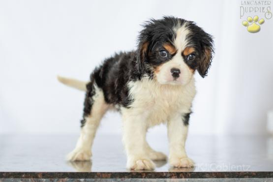 BRANDON - Adorable Cavalier Puppy for sale in Fredericksburg, OH