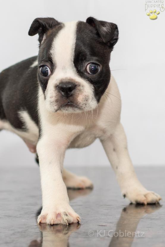 Prince - Adorable Boston Terrier Puppy for sale in Fredericksburg, OH