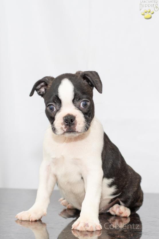 Trevor - Adorable Boston Terrier Puppy for sale in Fredericksburg, OH