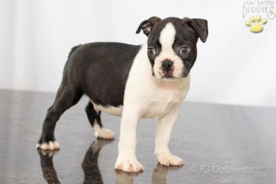Trevor - Adorable Boston Terrier Puppy for sale in Fredericksburg, OH