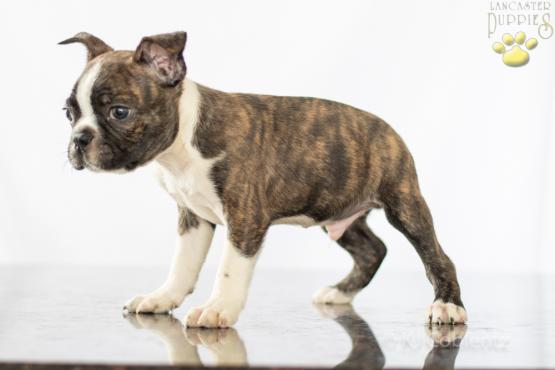 Tyler - Adorable Boston Terrier Puppy for sale in Fredericksburg, OH