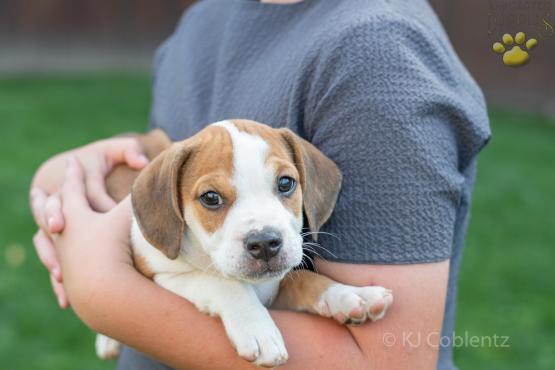 Chase - Adorable Beabull puppy for sale in Wilmot, OH