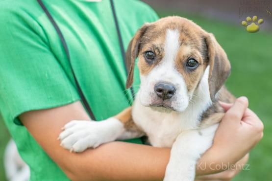 Duke - Adorable Beabull puppy for sale in Wilmot, OH