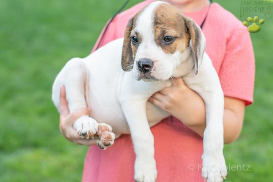 Wilbur - Adorable Beabull puppy for sale in Wilmot, OH
