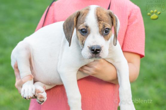 Donald - Adorable Beabull puppy for sale in Wilmot, OH