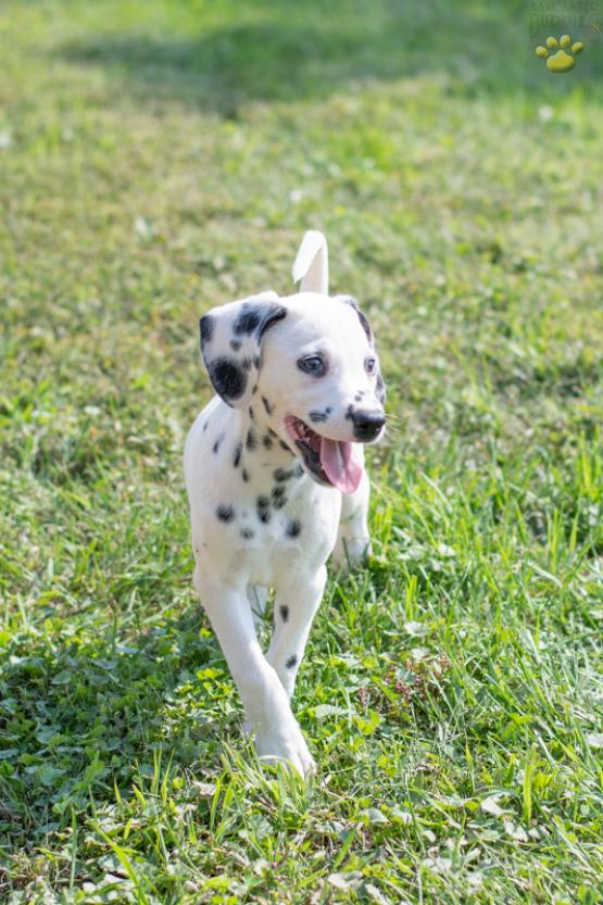 Carly - Adorable Dalmation puppy for sale in Fresno, OH