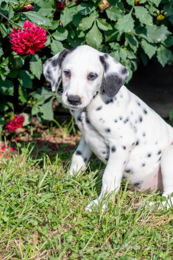 Spotty - Adorable Dalmation puppy for sale in Fresno, OH