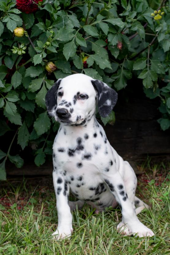 Willy - Adorable Dalmation puppy for sale in Fresno, OH