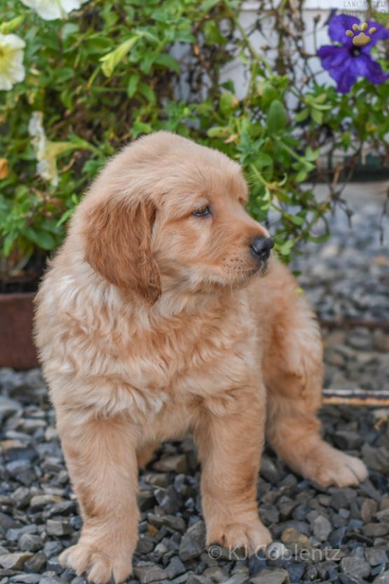 Fluffy - Golden Retriever puppy for sale in Sugarcreek, OH