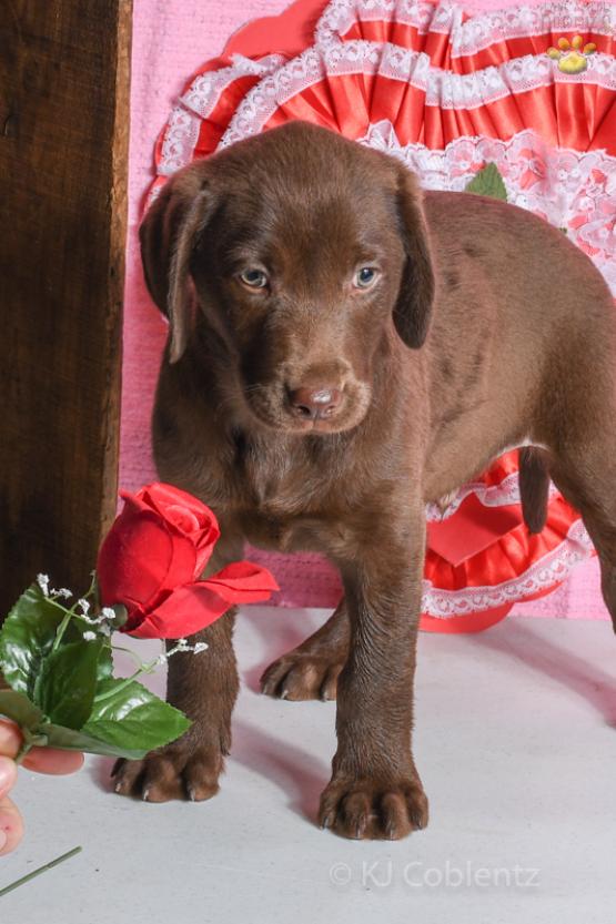 Coco - Chocolate Labrador Retriever Puppy for Sale in Baltic, OH