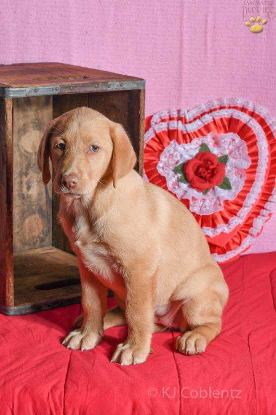 Michelle - Labrador Retriever puppy for sale in Baltic, OH