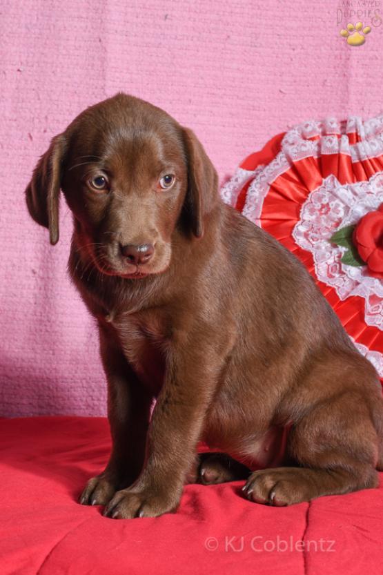 Rebeka - Chocolate Labrador Retriever Puppy for sale in Baltic, OH